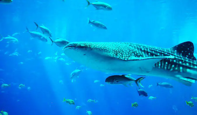 whale shark swimming amongst other fish