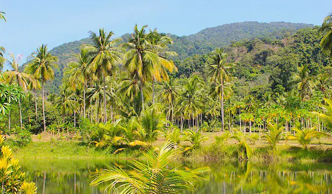 Green, lush jungle in Thailand