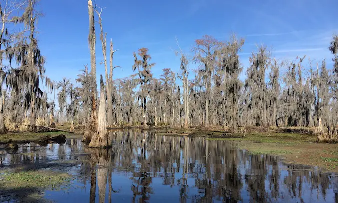the bayou in Louisiana