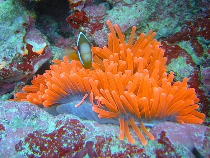 Micronesia Scuba Diving