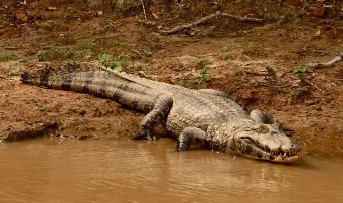 alligator in the bolivian rainforest
