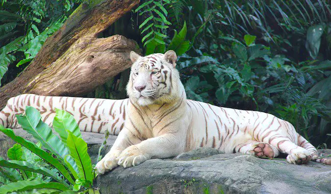 A lone tiger at the Singapore zoo
