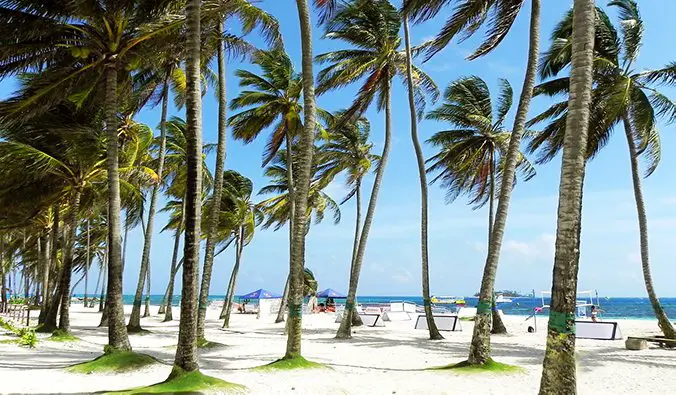 swaying palm trees on a white sand beach in San Andrés Islands