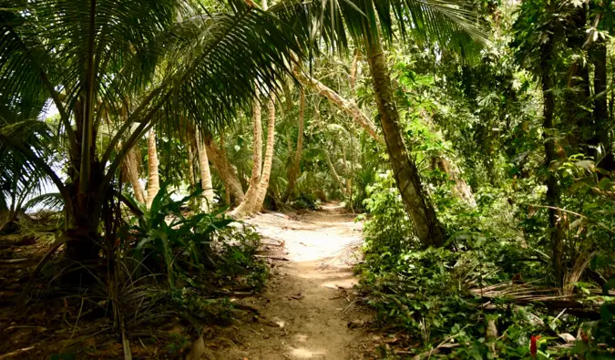The a path through the lush jungles of Tortuguero in Costa Rica