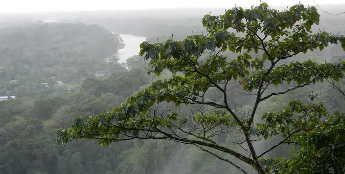 A tall tree in the jungle near Torteguero, Costa Rica
