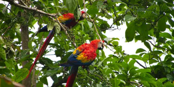 Colorful macaws perched in a tree in Costa Rica