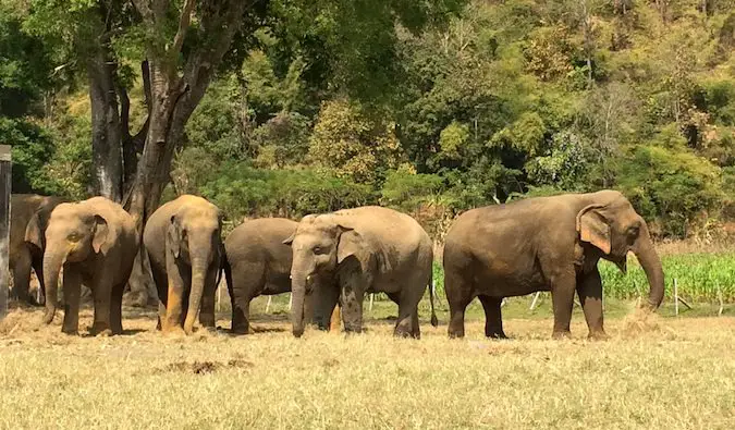 elephants at elephant nature park