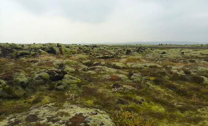 A moss-covered lava field in southern Iceland