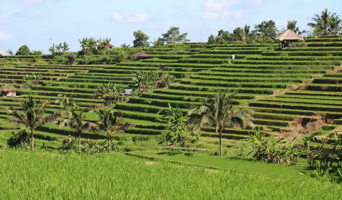 The green Jatiluwih rice terraces of Indonesia