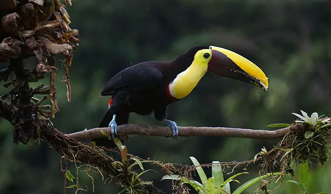 a colorful toucan in Central America