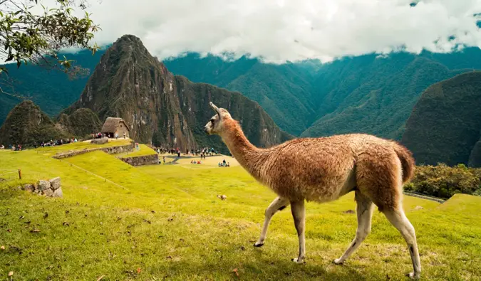 a llama overlooking Machu Picchu in Peru