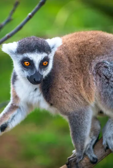 Lemur Island