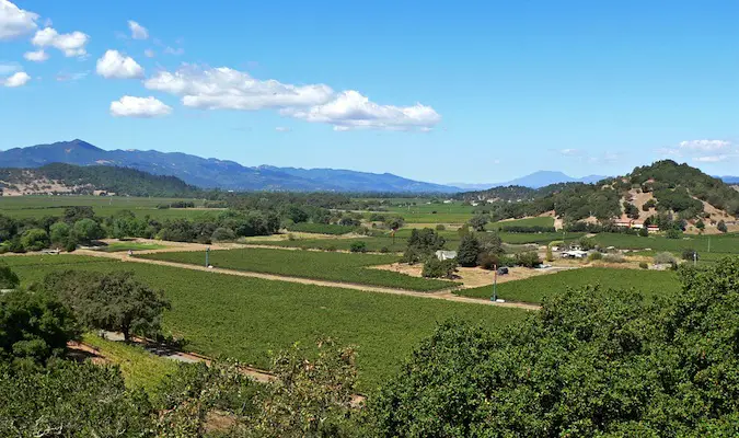 the beautiful vineyards of napa