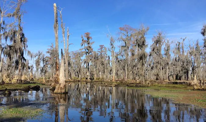 Swamps and Spanish moss-covered trees in the Bayou