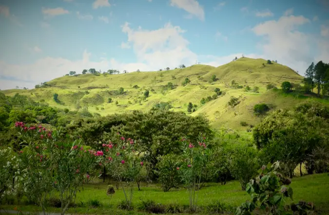 a coffee plantation in Panama
