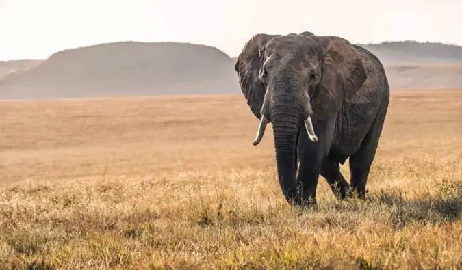 A lone elephant walking across the savannah in Kenya