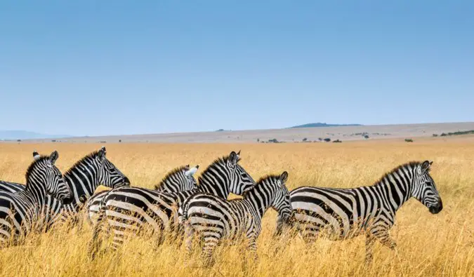 A group of zebras standing in tall yellow grass in Kenya
