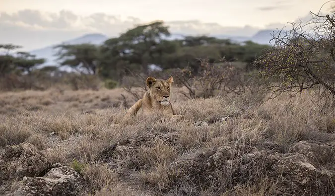 Serengeti National Park and Masai Mara National Park in Tanzania and Kenya
