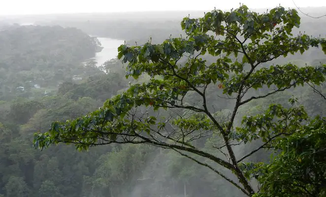 the jungles of central america in costa rica