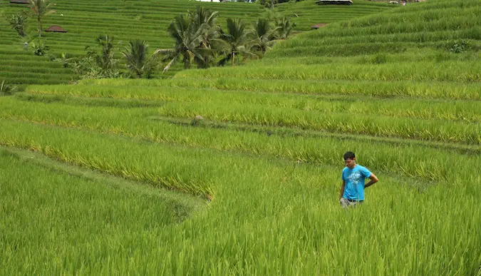 Nomadic Matt traveling slowly in Vietnam rice patty field