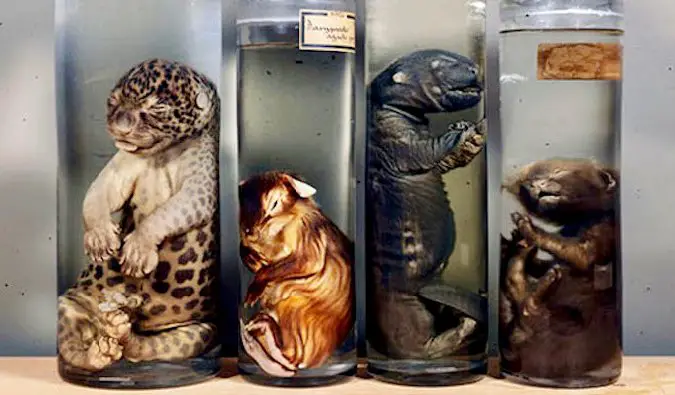 Dead creatures in jars are the Vrolik museum in Amsterdam
